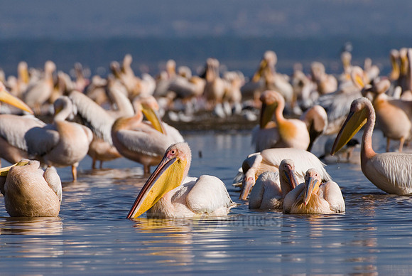 great white Pelicanus