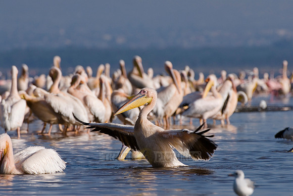 great white Pelicanus