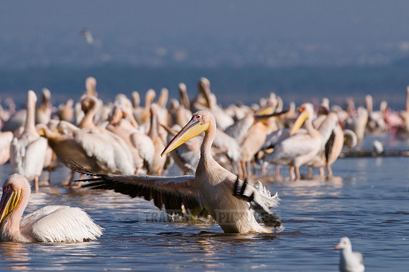 great white Pelicanus