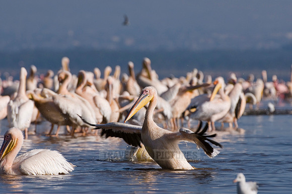 great white Pelicanus