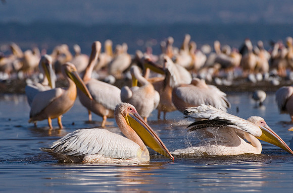 great white Pelicanus