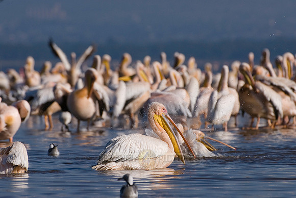 great white Pelicanus