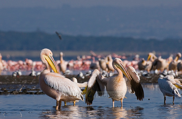 great white Pelicanus