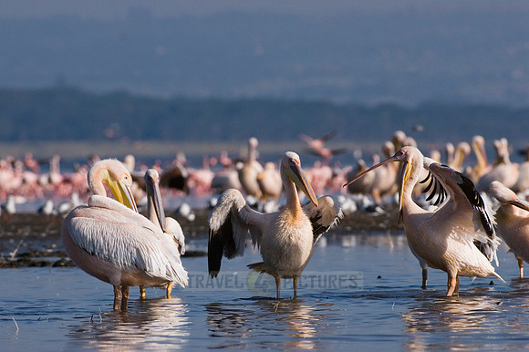 great white Pelicanus