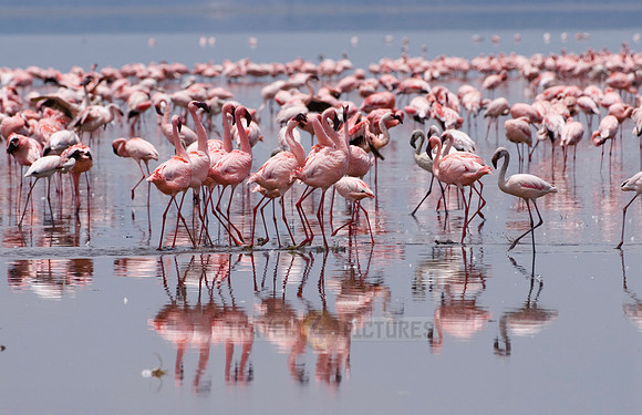 flamboyance of Lesser Flamingos, Phoenicopterus minor