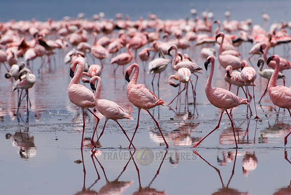 flamboyance of Lesser Flamingos, Phoenicopterus minor