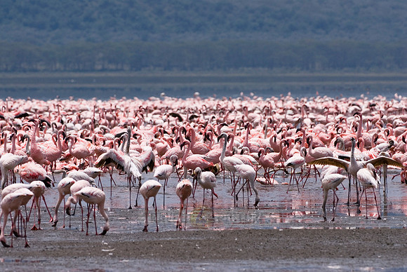 flamboyance of Lesser Flamingos, Phoenicopterus minor