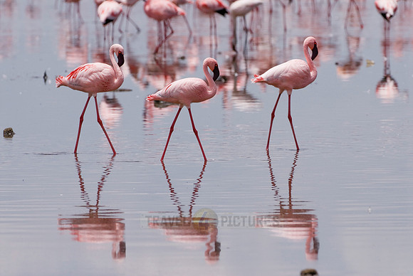 flamboyance of Lesser Flamingos, Phoenicopterus minor