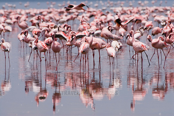 flamboyance of Lesser Flamingos, Phoenicopterus minor