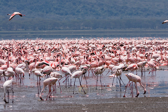 flamboyance of Lesser Flamingos, Phoenicopterus minor