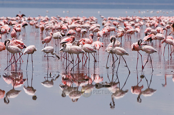 flamboyance of Lesser Flamingos, Phoenicopterus minor