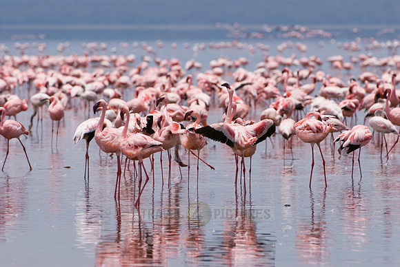 flamboyance of Lesser Flamingos, Phoenicopterus minor