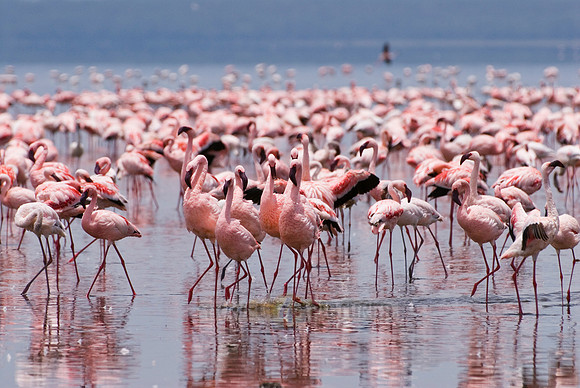 flamboyance of Lesser Flamingos, Phoenicopterus minor