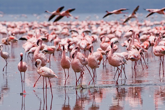 flamboyance of Lesser Flamingos, Phoenicopterus minor