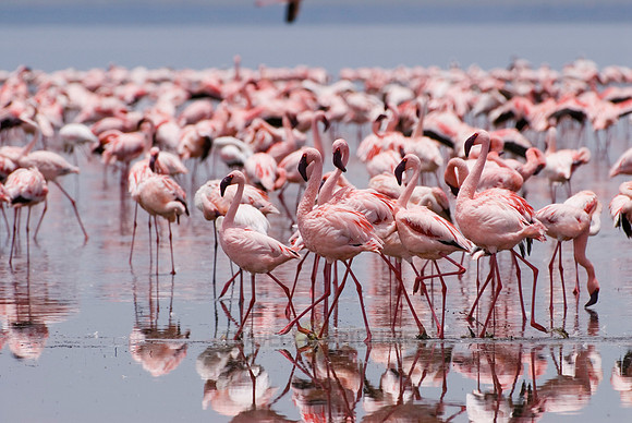 flamboyance of Lesser Flamingos, Phoenicopterus minor