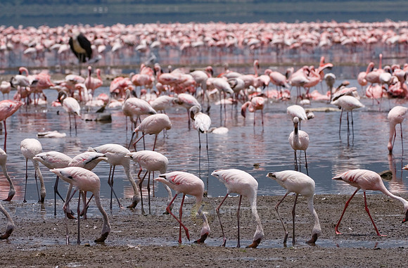 flamboyance of Lesser Flamingos, Phoenicopterus minor