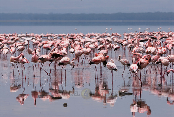 flamboyance of Lesser Flamingos, Phoenicopterus minor