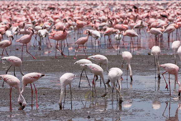 flamboyance of Lesser Flamingos, Phoenicopterus minor