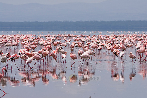 flamboyance of Lesser Flamingos, Phoenicopterus minor