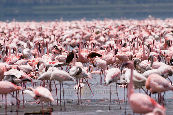flamboyance of Lesser Flamingos, Phoenicopterus minor
