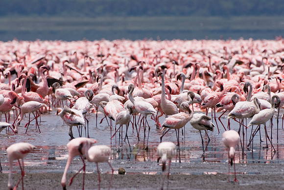 flamboyance of Lesser Flamingos, Phoenicopterus minor