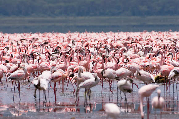 flamboyance of Lesser Flamingos, Phoenicopterus minor
