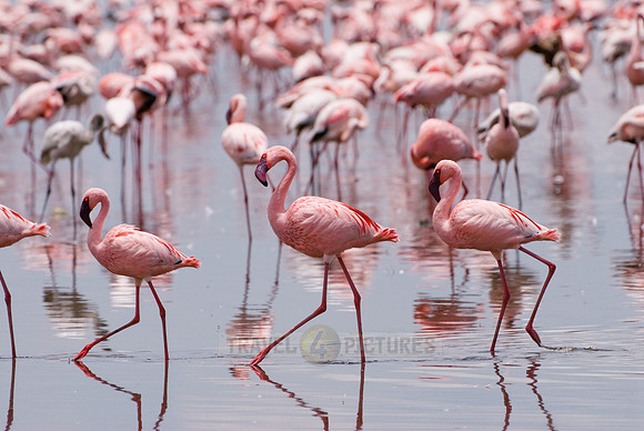flamboyance of Lesser Flamingos, Phoenicopterus minor