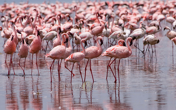 flamboyance of Lesser Flamingos, Phoenicopterus minor