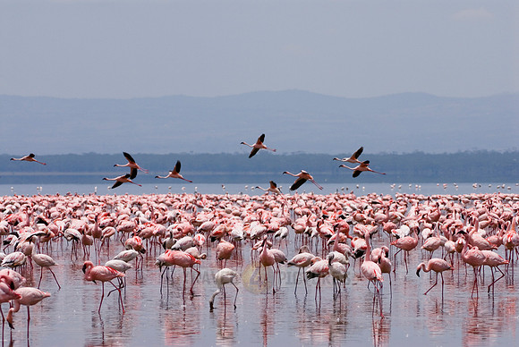 flamboyance of Lesser Flamingos, Phoenicopterus minor
