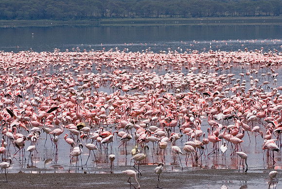 flamboyance of Lesser Flamingos, Phoenicopterus minor