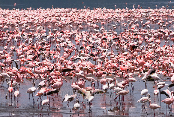 flamboyance of Lesser Flamingos, Phoenicopterus minor