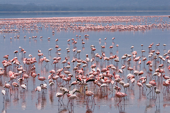 flamboyance of Lesser Flamingos, Phoenicopterus minor