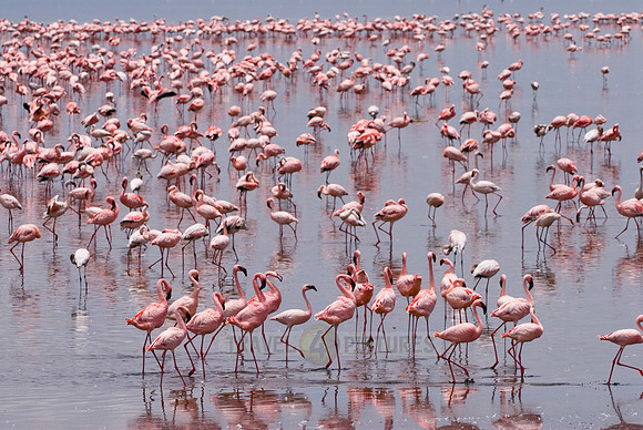 flamboyance of Lesser Flamingos, Phoenicopterus minor