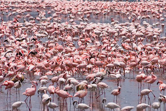 flamboyance of Lesser Flamingos, Phoenicopterus minor