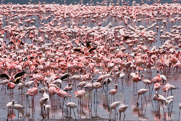 flamboyance of Lesser Flamingos, Phoenicopterus minor