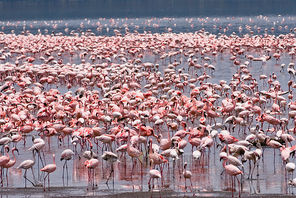 flamboyance of Lesser Flamingos, Phoenicopterus minor