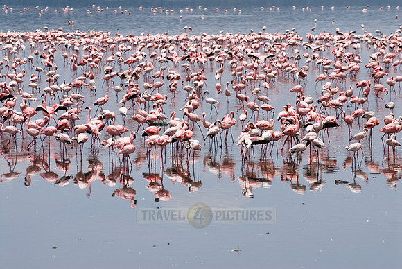 flamboyance of Lesser Flamingos, Phoenicopterus minor