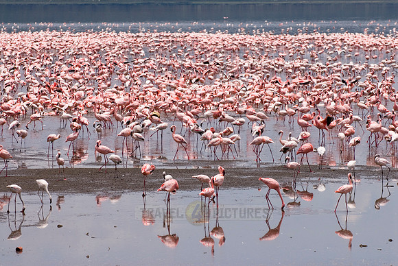 flamboyance of Lesser Flamingos, Phoenicopterus minor
