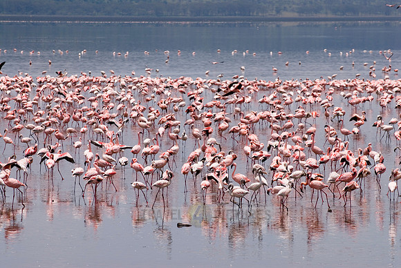 flamboyance of Lesser Flamingos, Phoenicopterus minor