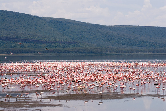 flamboyance of Lesser Flamingos, Phoenicopterus minor