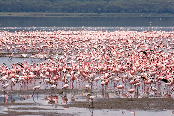 flamboyance of Lesser Flamingos, Phoenicopterus minor