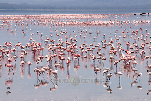flamboyance of Lesser Flamingos, Phoenicopterus minor