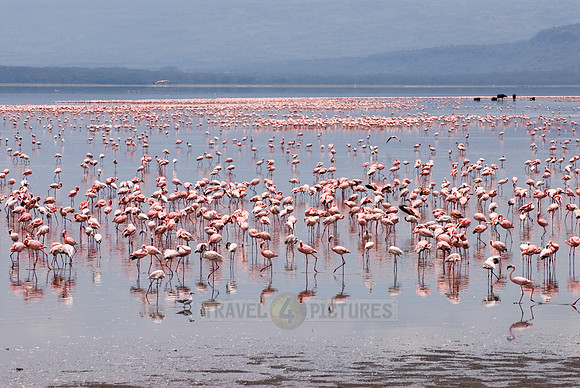 flamboyance of Lesser Flamingos, Phoenicopterus minor
