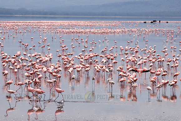 flamboyance of Lesser Flamingos, Phoenicopterus minor