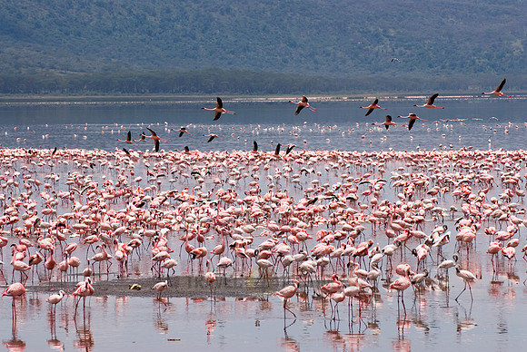 flamboyance of Lesser Flamingos, Phoenicopterus minor