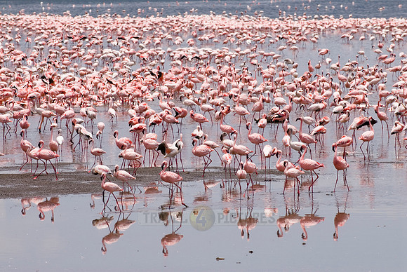 flamboyance of Lesser Flamingos, Phoenicopterus minor