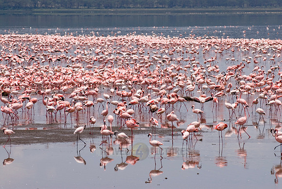 flamboyance of Lesser Flamingos, Phoenicopterus minor