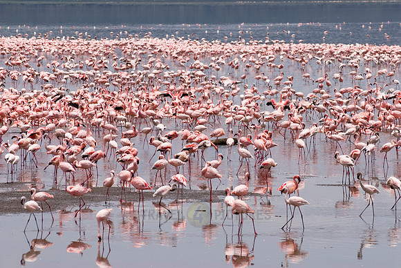 flamboyance of Lesser Flamingos, Phoenicopterus minor