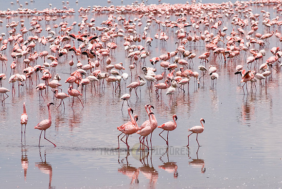 flamboyance of Lesser Flamingos, Phoenicopterus minor