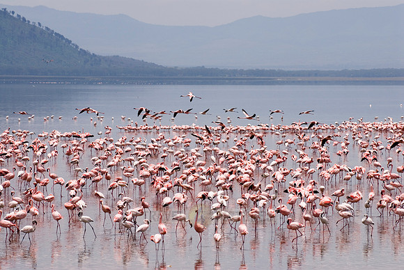 flamboyance of Lesser Flamingos, Phoenicopterus minor